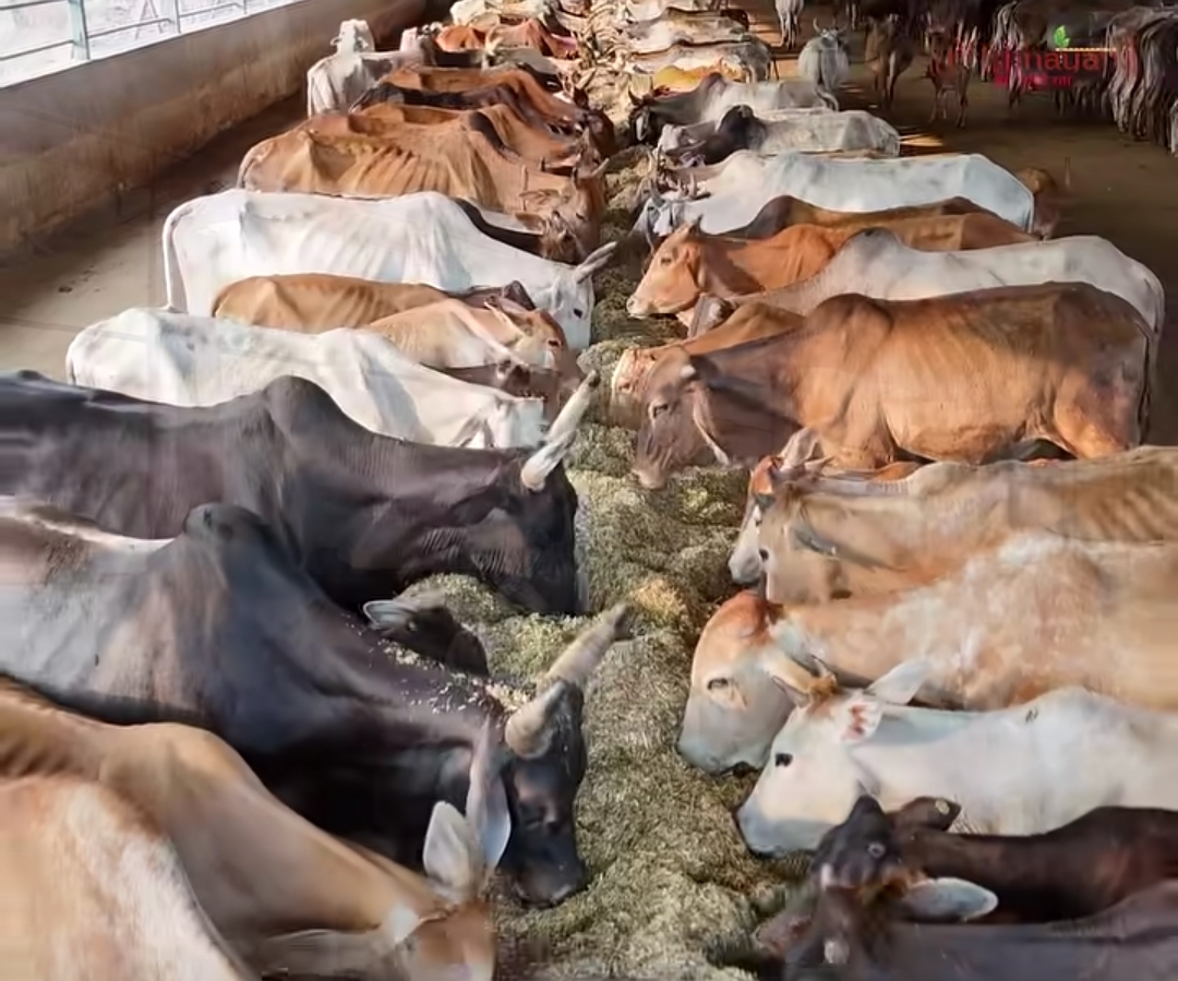 गौशाला